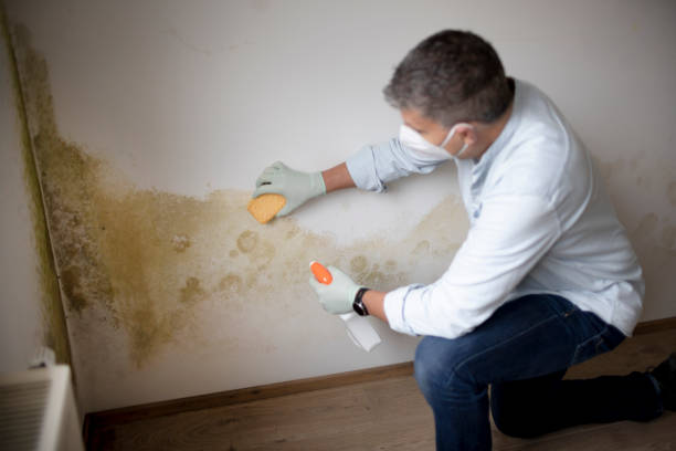 Best Crawl Space Mold Remediation  in Bayfield, CO